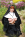 Confessions of a Sinful Nun - Sweetheart Video Gallery Image