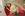 Interracial Internal - Jules Jordan Video Gallery Image