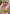Summer Angel Lee & Trisha Bikini Playtime Boxcover