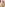 Horny Latina Gets Transsexual Anal From Nataly Souza For Her Birthday Image