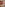 Hannah Harper & Taryn Thomas & Van Damage BDSM Lesbos Anal A2M Facial Image