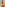 Asian T-Girl Surprise 12 Image